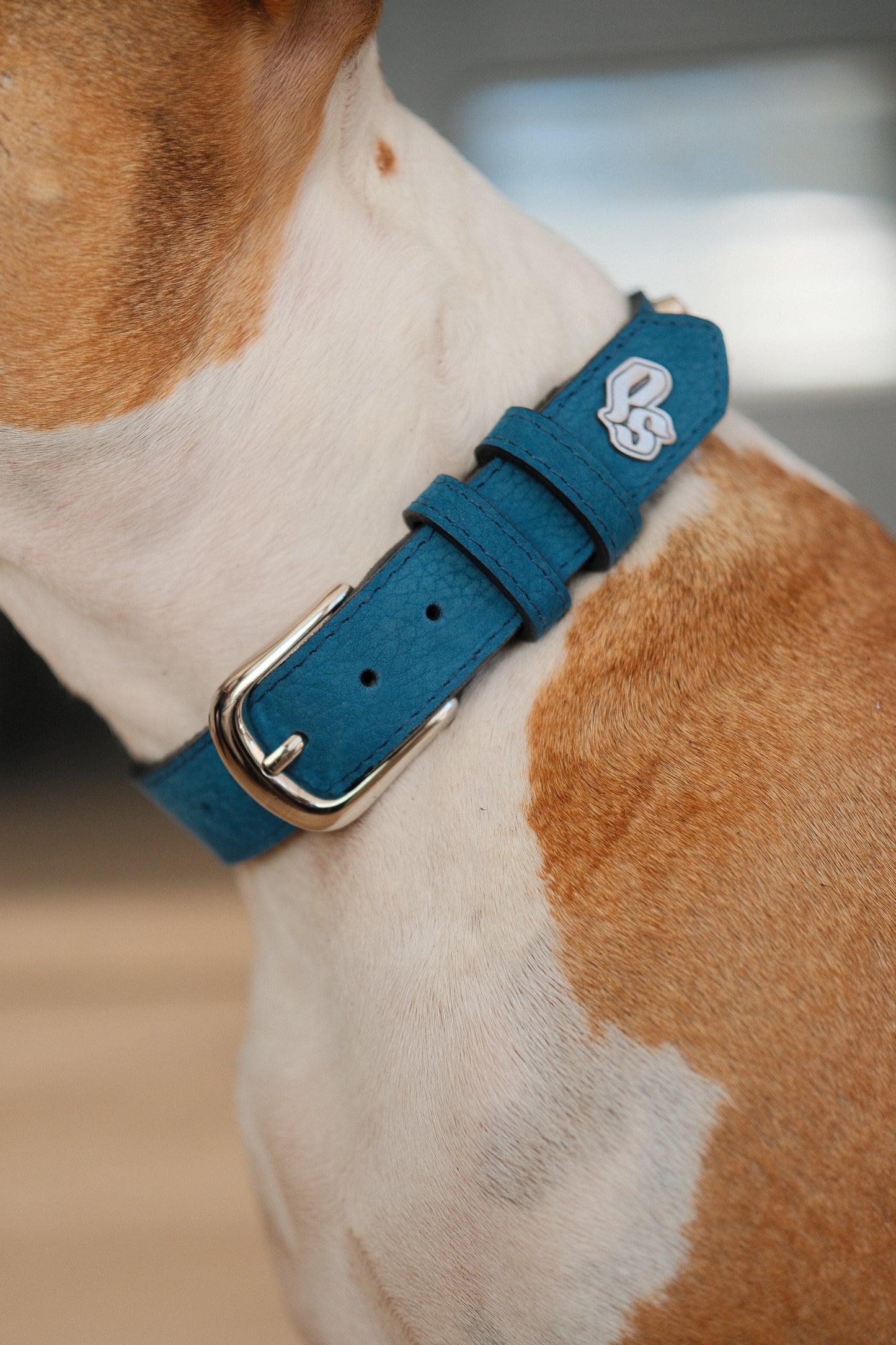 Collar Cuero 3 cm para Perros - Street Dogs - Blue Mate
