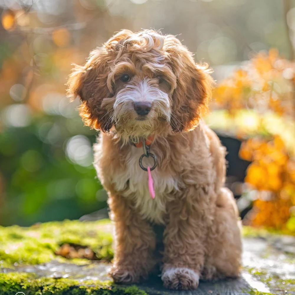 Placa de Identificación Inteligente para Mascotas - Colgante - TN001