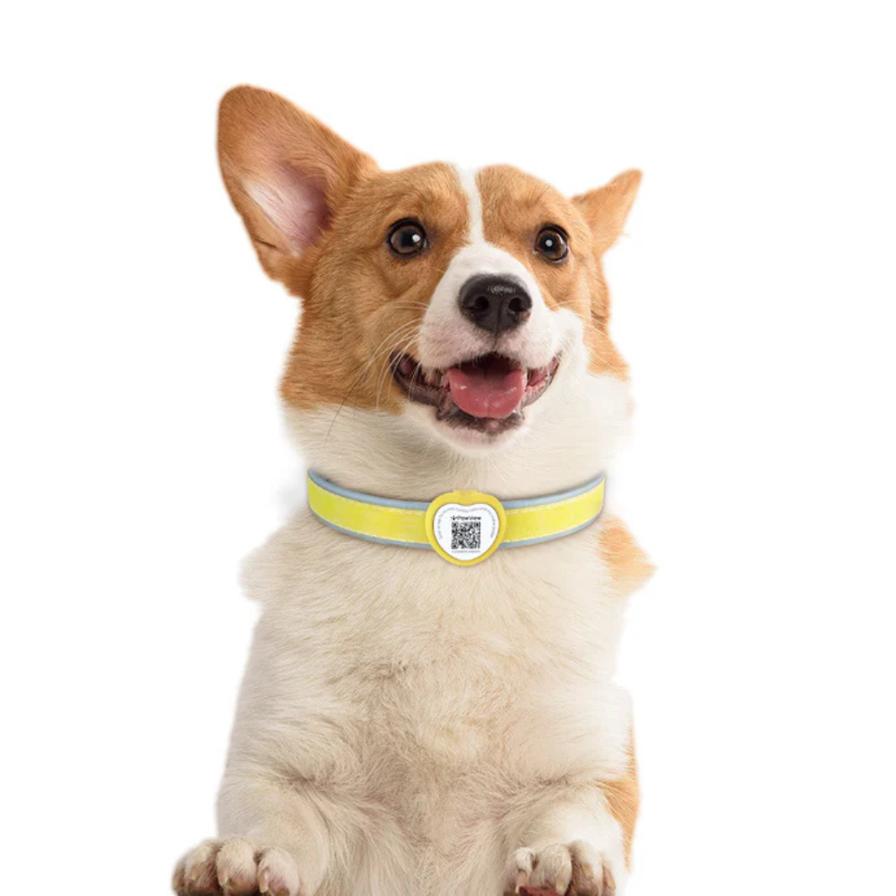 Placa de Identificación Inteligente para Mascotas - Anti Pérdida - TN004