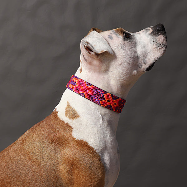 Collar para Perro - Modelo Valladolid - Uso Decorativo