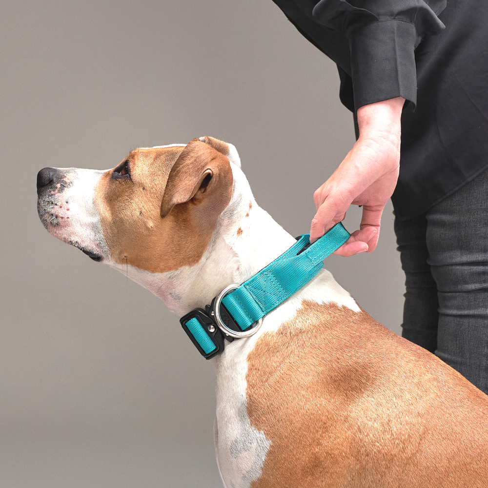 Collar Combat 4 cm para Perros - Street Dogs - Turquoise