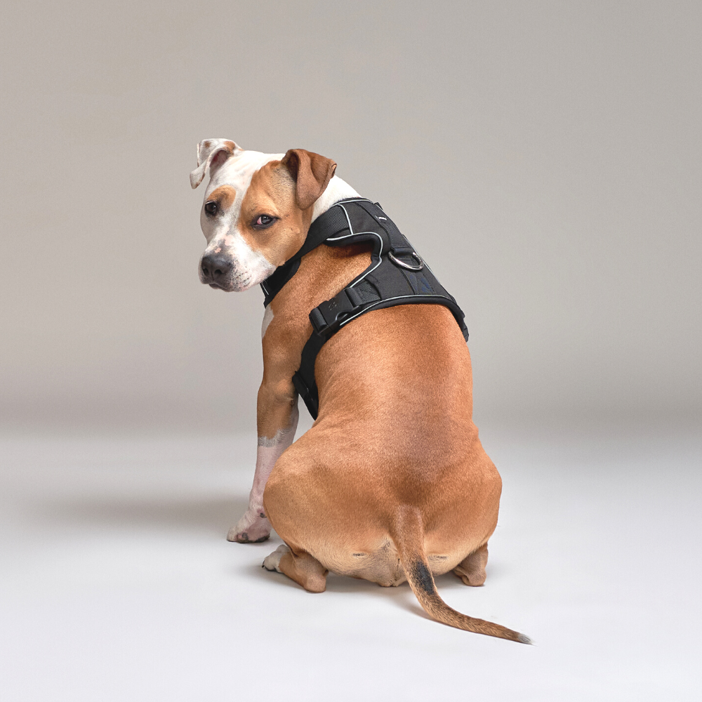 Arnés Comfort para Perros - StreetDogs - Black