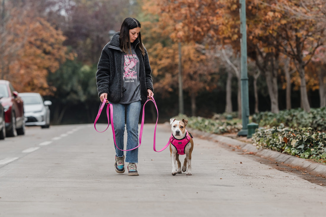 Correas de Adiestramiento: Herramientas Efectivas para el Entrenamiento Canino