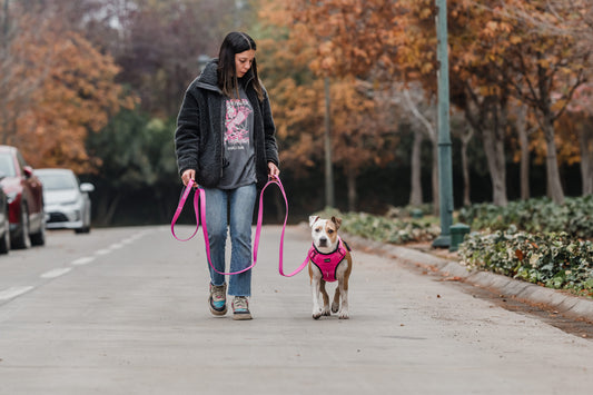 Correas de Adiestramiento: Herramientas Efectivas para el Entrenamiento Canino