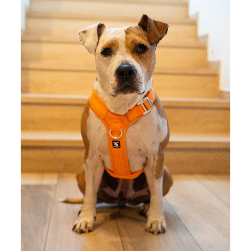 Arnés Aerosport para Perros - Street Dogs - Red