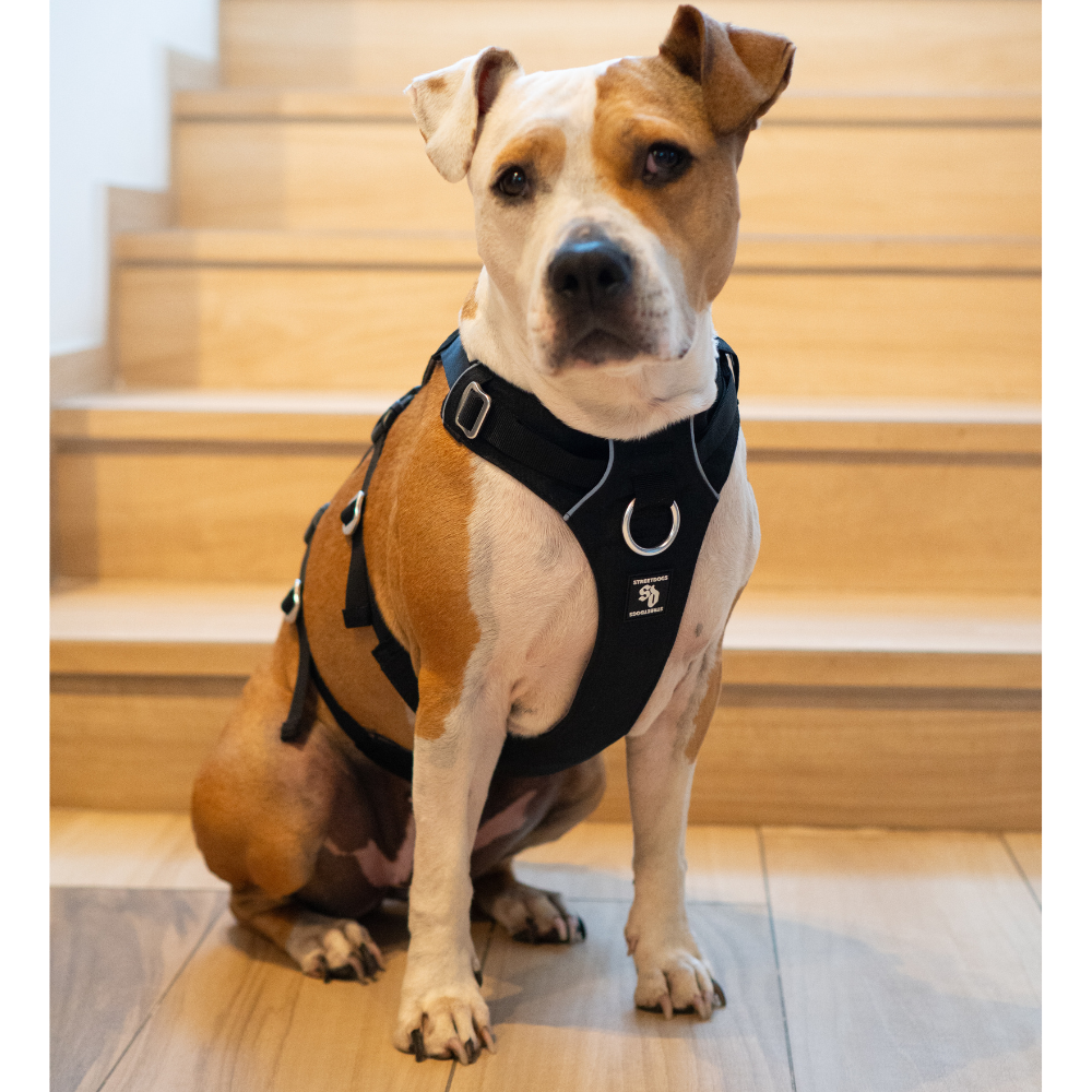 Arnés Anti-Escape Security Fit para Perros - Street Dogs - Black