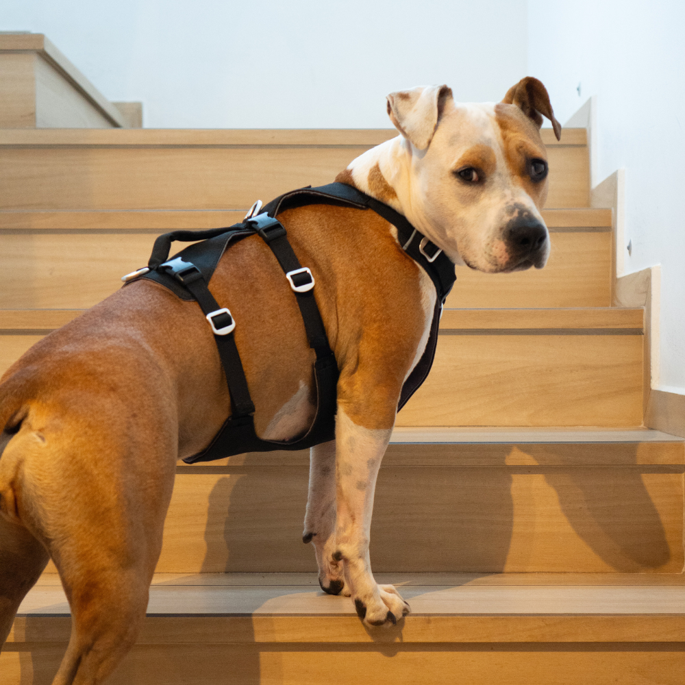 Arnés Anti-Escape Security Fit para Perros - Street Dogs - Pink