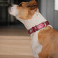 Collar Cuero 3 cm para Perros - Street Dogs - Metallic Pink