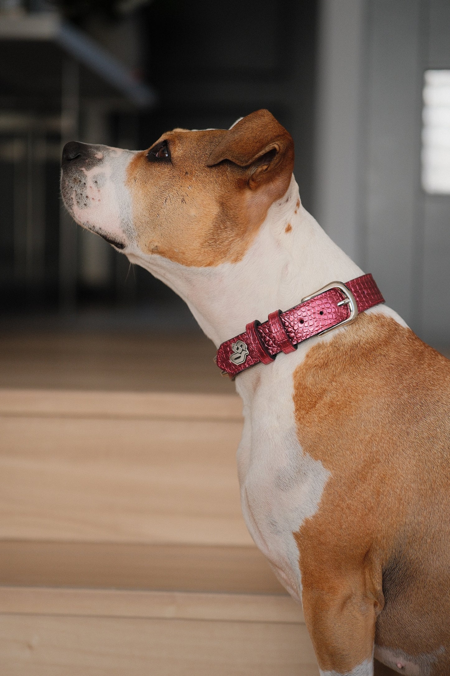 Collar Cuero 3 cm para Perros - Street Dogs - Metallic Pink