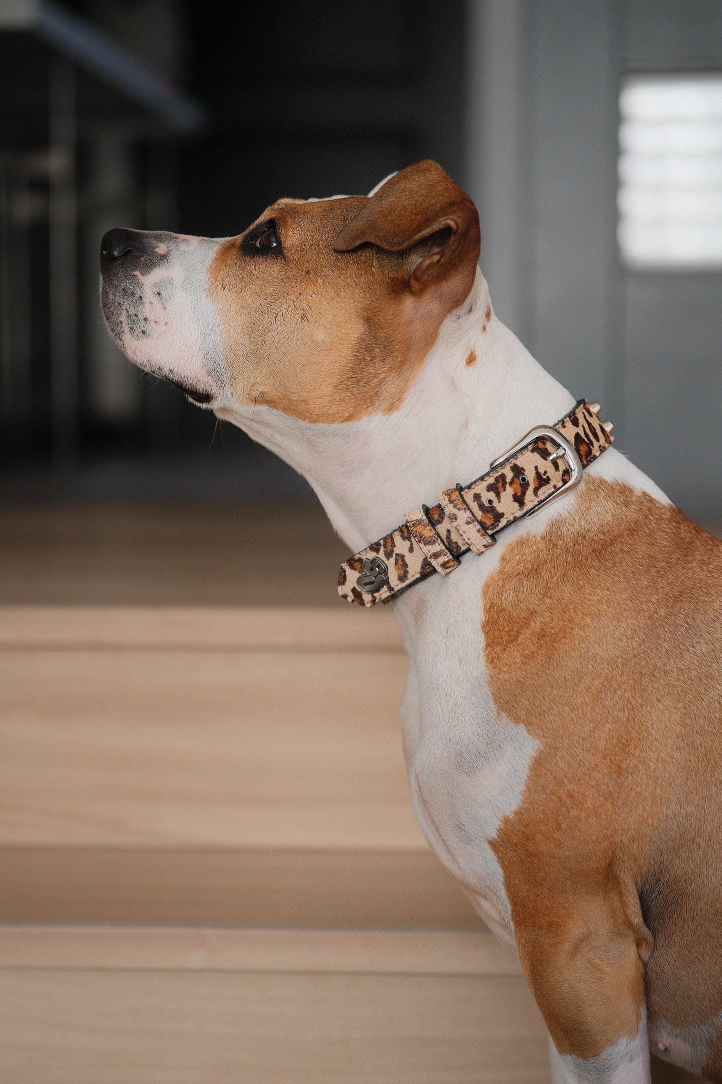 Collar Cuero 3 cm para Perros - Street Dogs - Animal Print Pelo Natural