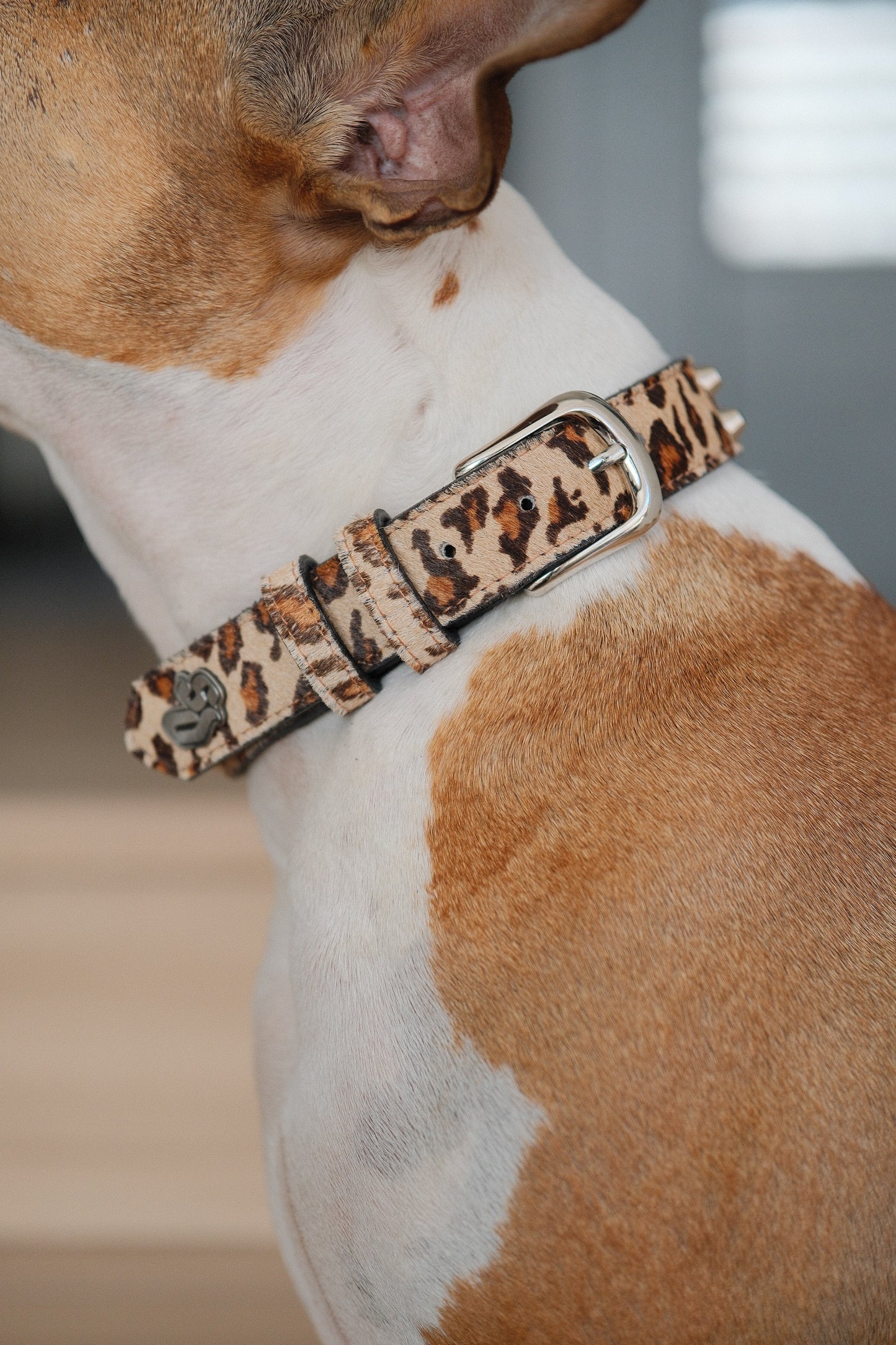 Collar Cuero 3 cm para Perros - Street Dogs - Animal Print Pelo Natural