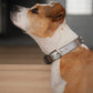 Collar Cuero 3 cm para Perros - Street Dogs - Silver