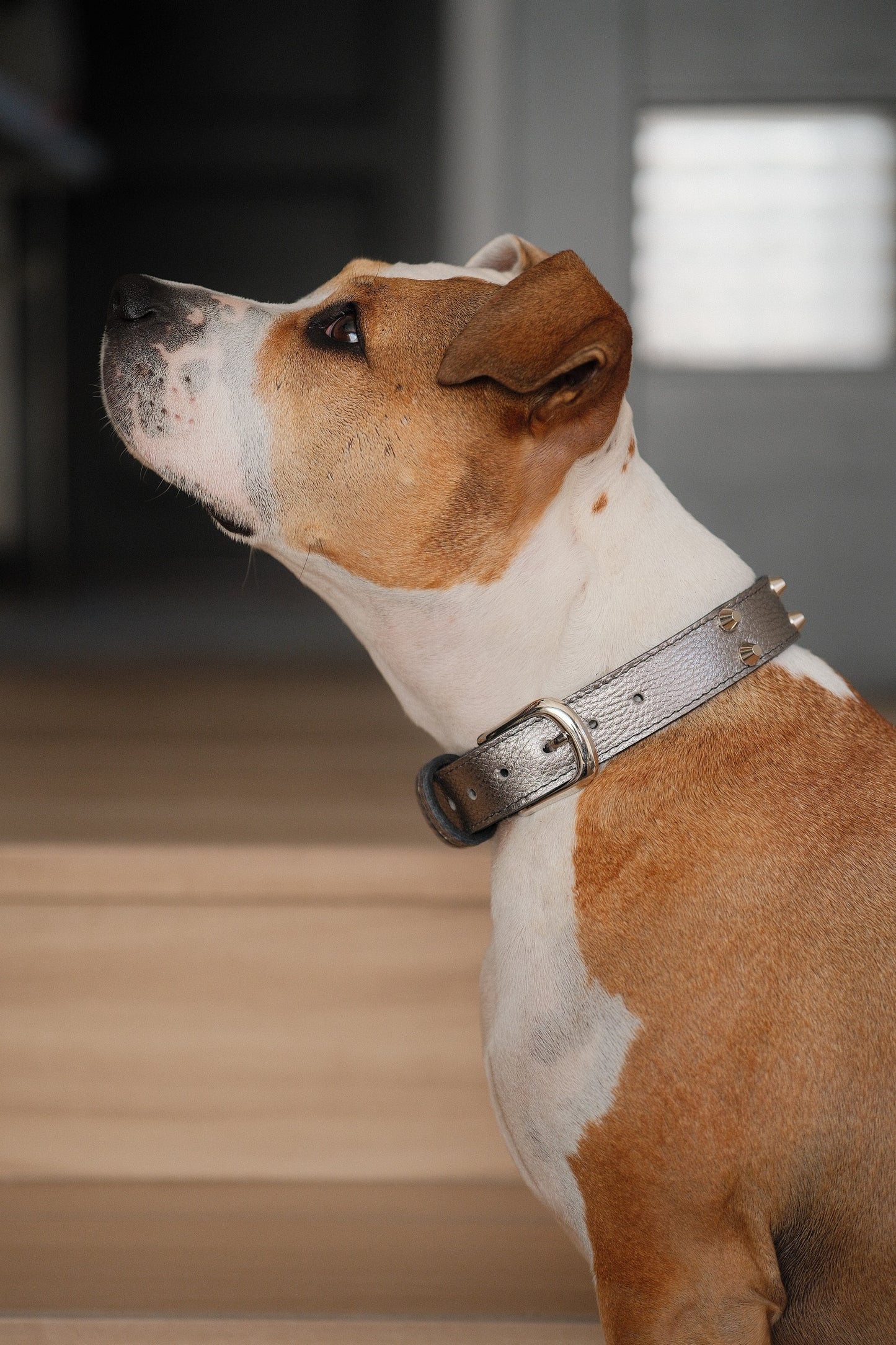 Collar Cuero 3 cm para Perros - Street Dogs - Silver