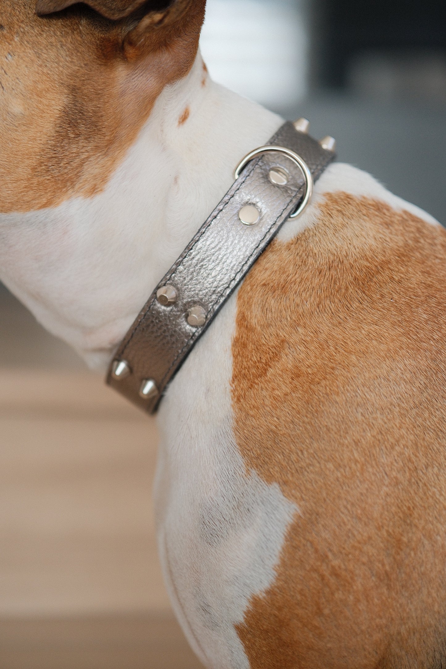 Collar Cuero 3 cm para Perros - Street Dogs - Silver