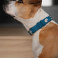 Collar Cuero 3 cm para Perros - Street Dogs - Blue Mate