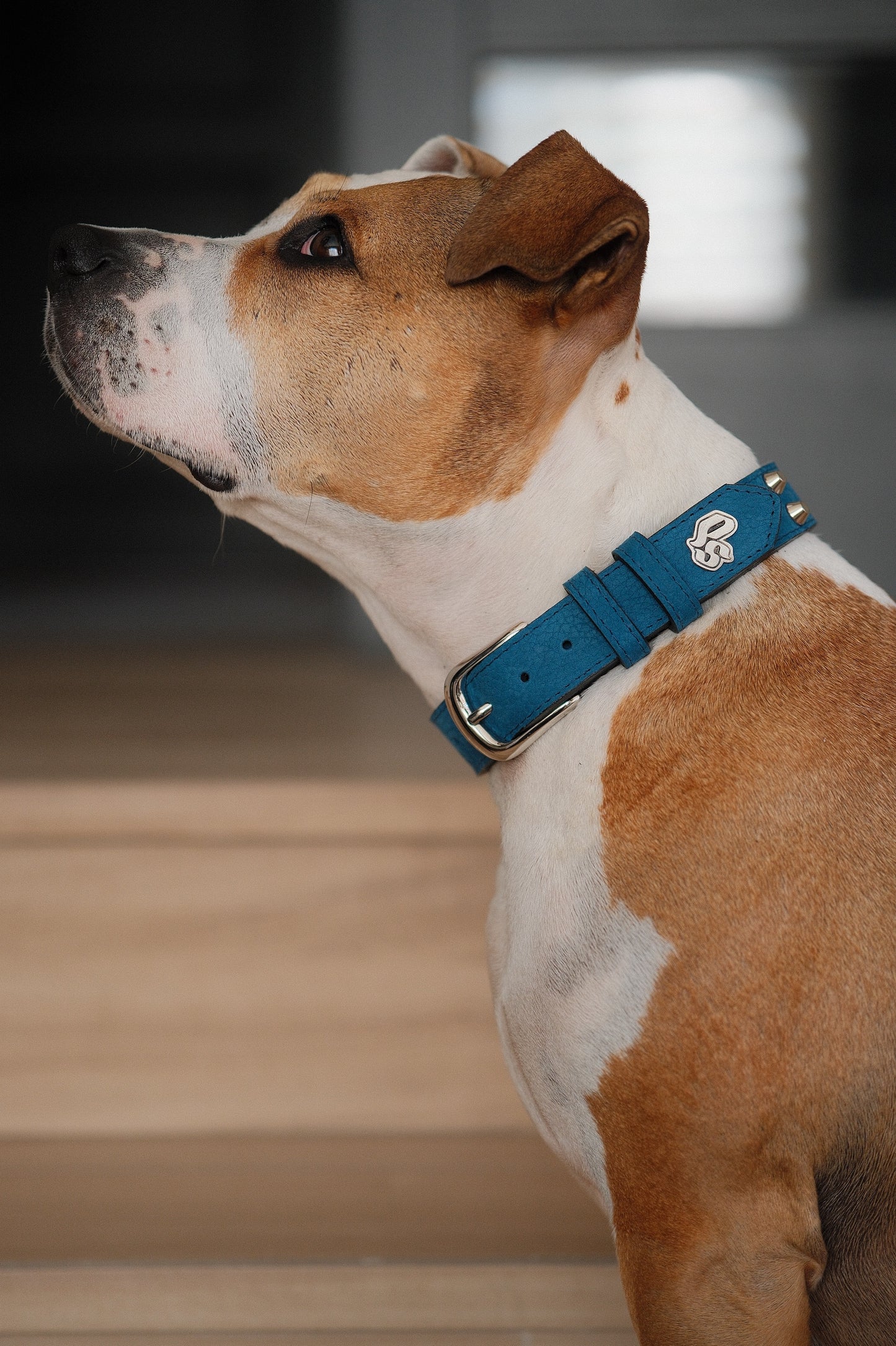 Collar Cuero 3 cm para Perros - Street Dogs - Blue Mate