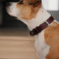 Collar Cuero 3 cm para Perros - Street Dogs - Red Wine