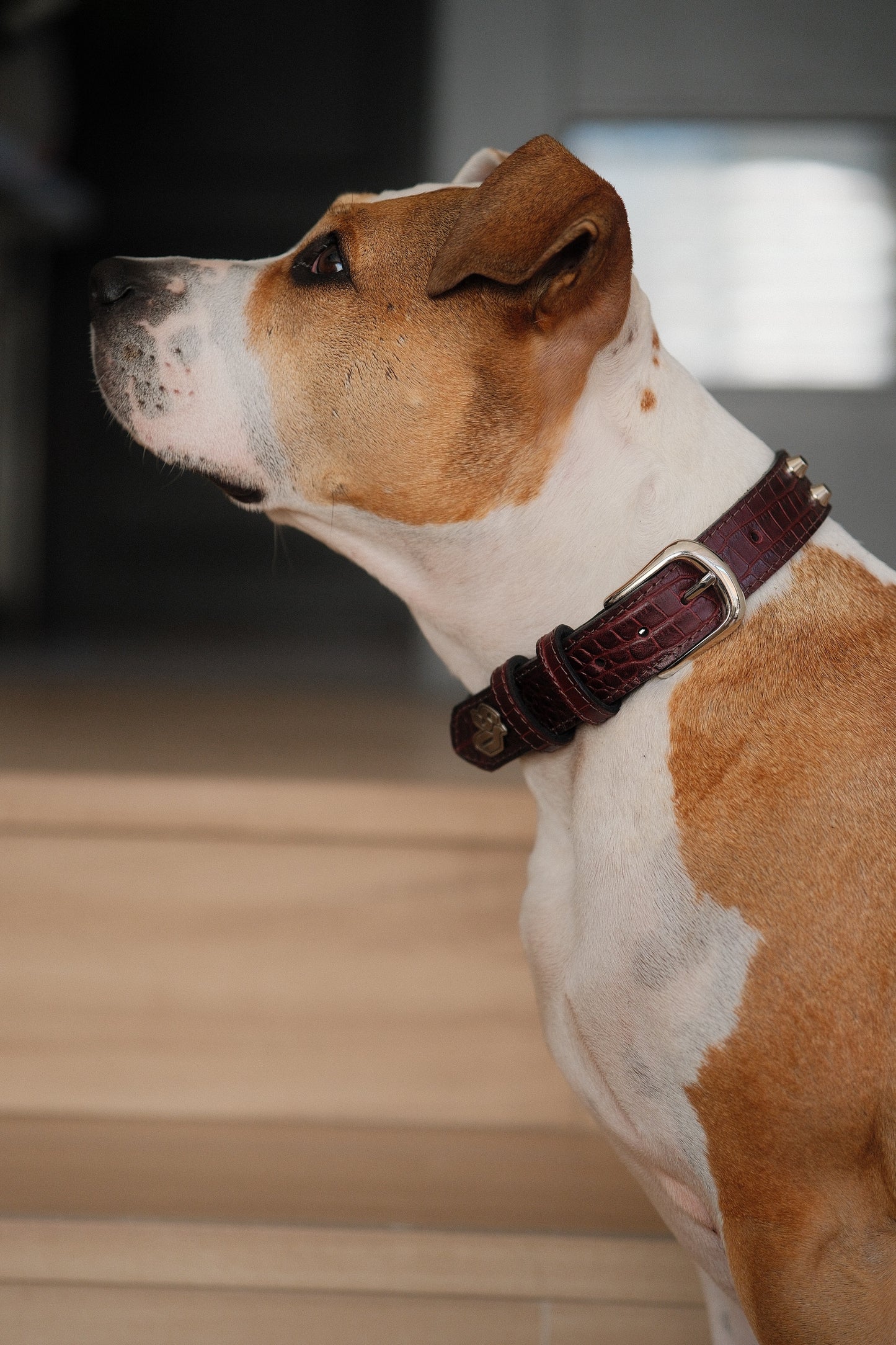 Collar Cuero 3 cm para Perros - Street Dogs - Red Wine
