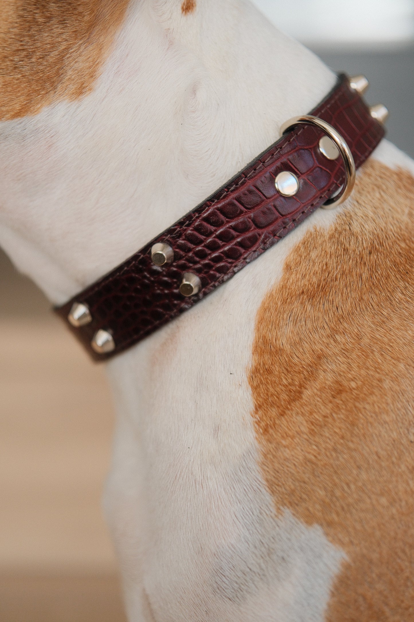 Collar Cuero 3 cm para Perros - Street Dogs - Red Wine