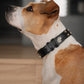 Collar Cuero 3 cm para Perros - Street Dogs - Black