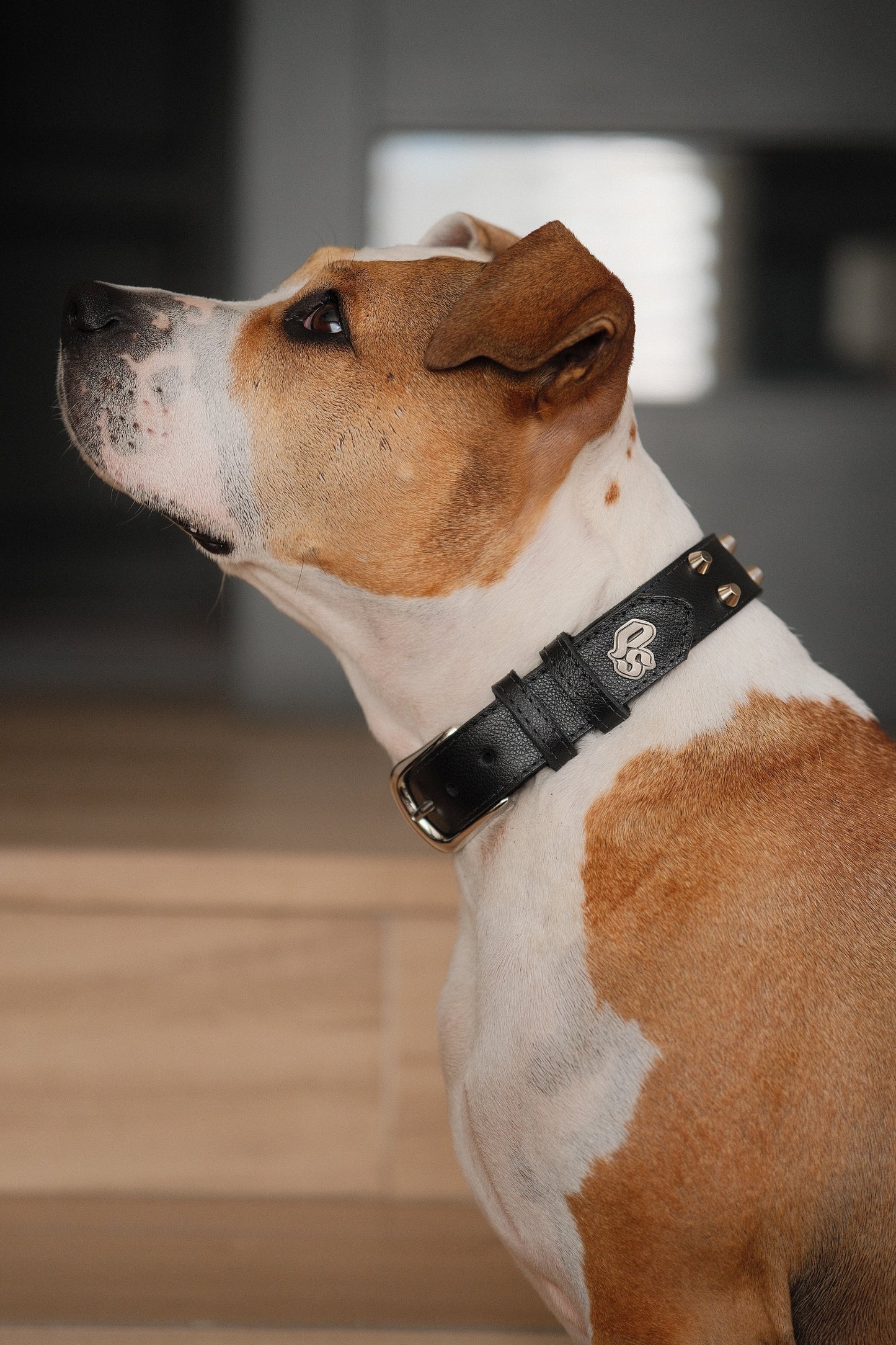 Collar Cuero 3 cm para Perros - Street Dogs - Black