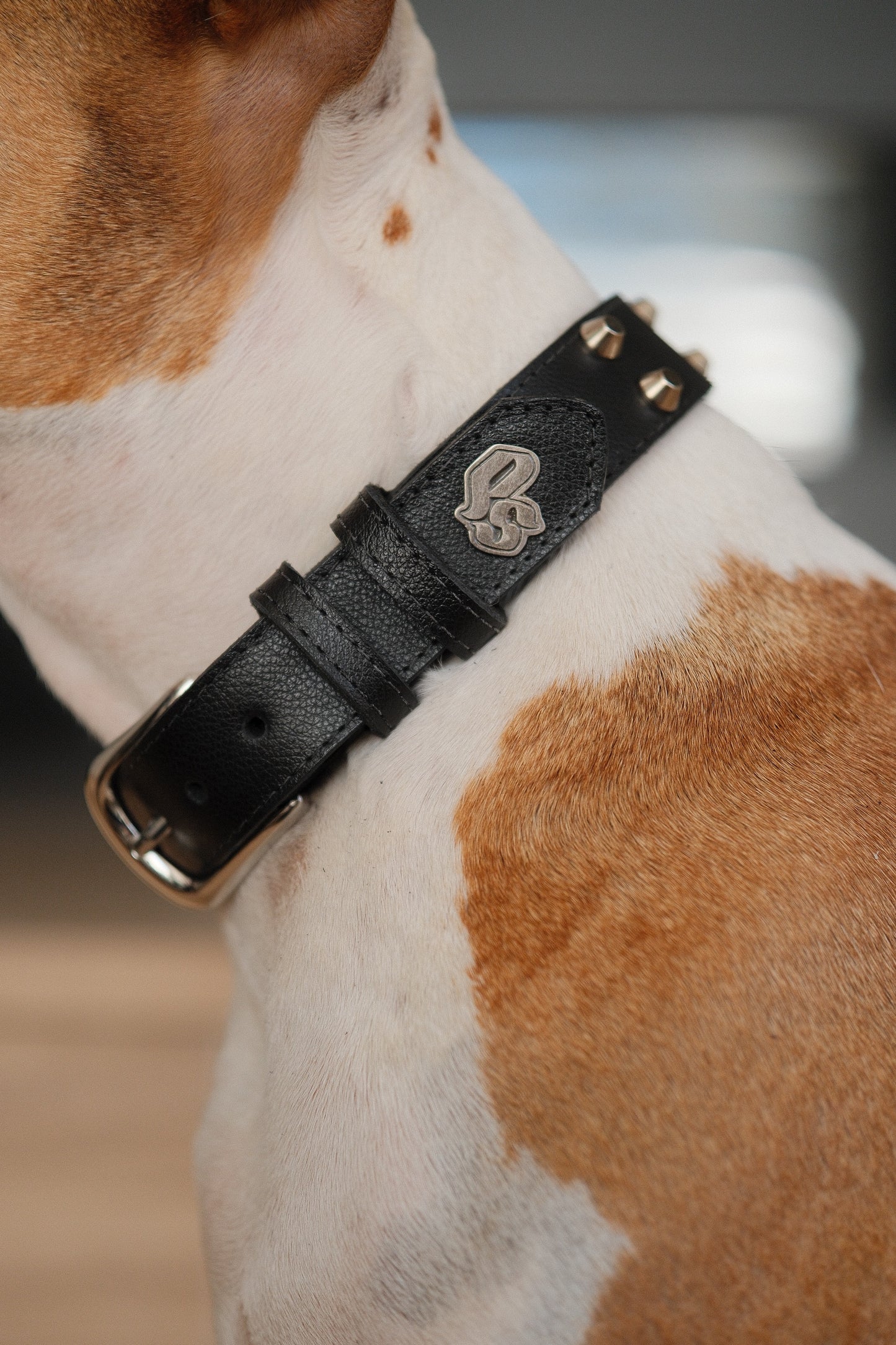 Collar Cuero 3 cm para Perros - Street Dogs - Black