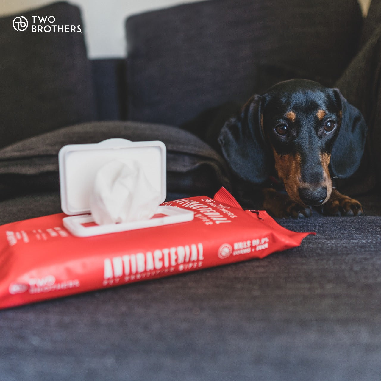 Toallitas húmedas antibacteriales para Perros (40 unidades)