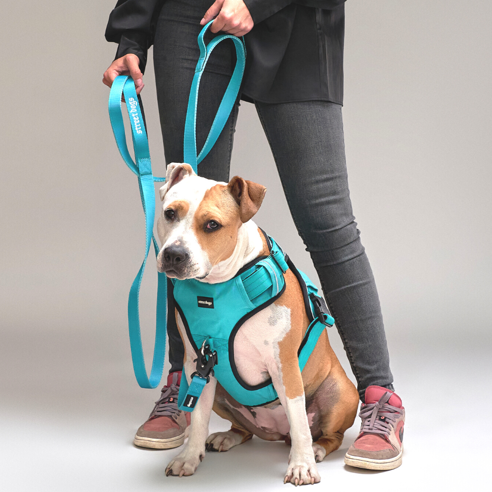 Correa Larga para Perros - Tactic | 3 mts | Turquoise
