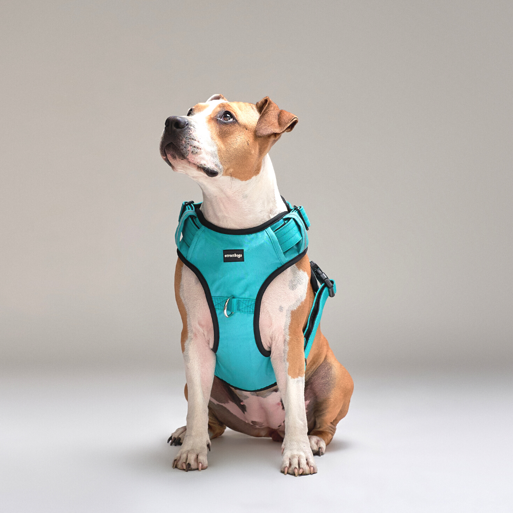 Arnés Comfort para Perros - Street Dogs - Turquoise