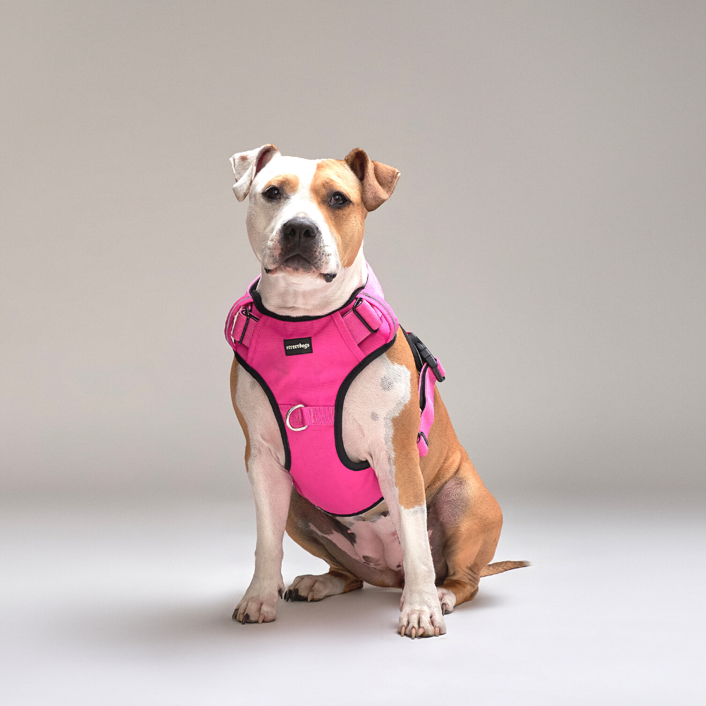 Arnés Comfort para Perros - Street Dogs - Pink